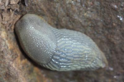 Arion intermedius