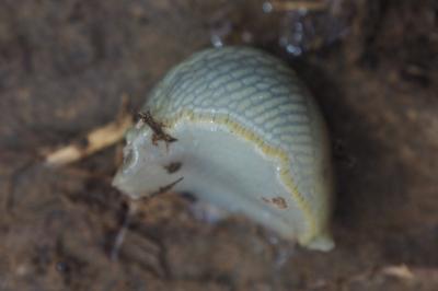Arion intermedius