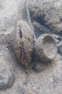 Margaritifera margaritifera