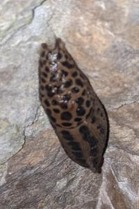 Limax maximus