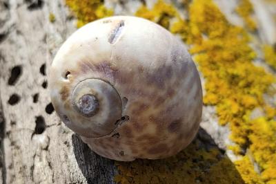 Naticarius hebraeus