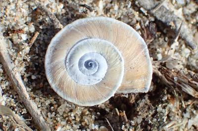 Xerosecta explanata