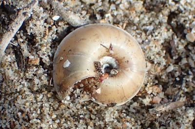 Xerosecta explanata
