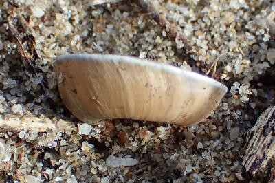 Xerosecta explanata