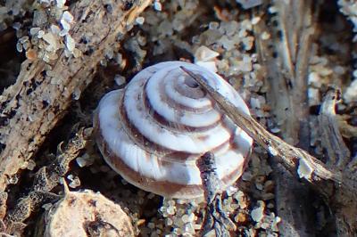 Trochoidea trochoides