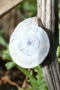 Xerosecta explanata