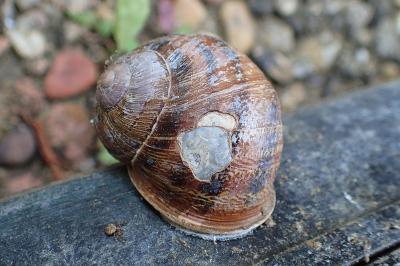 Cornu aspersum