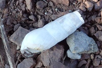 Rumina decollata