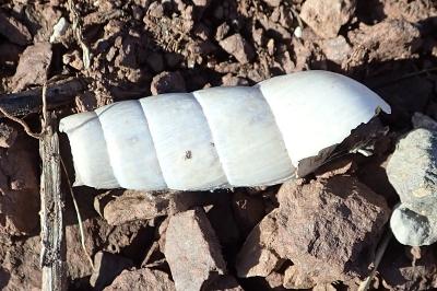 Rumina decollata