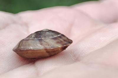 Helicigona lapicida