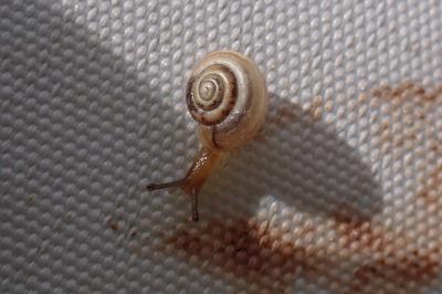 Monacha cartusiana