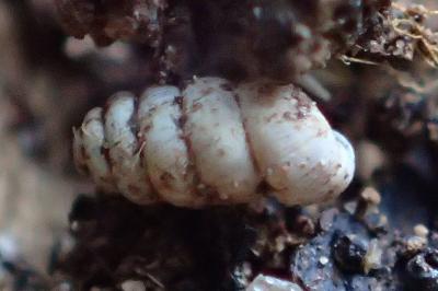 Truncatellina cylindrica