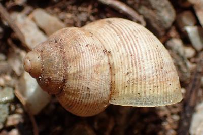 Pomatias elegans