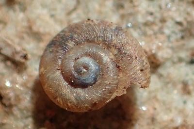 Paralaoma servilis