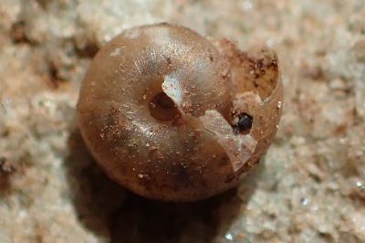 Paralaoma servilis