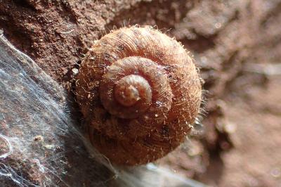 Xerotricha conspurcata