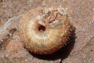 Xerotricha conspurcata