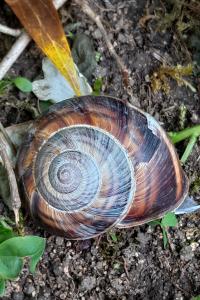 Helix lucorum