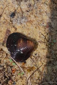 Corbicula fluminea