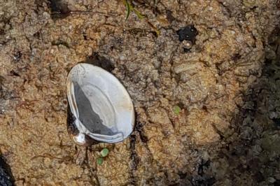 Corbicula fluminea