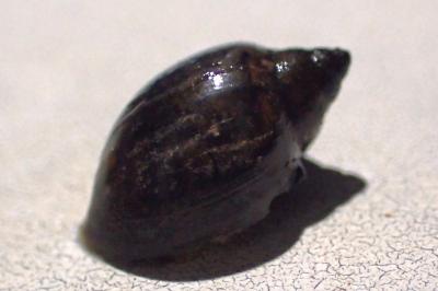 Physella acuta