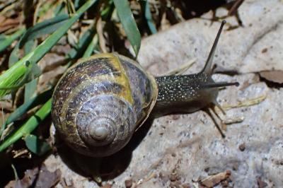 Cornu aspersum