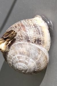 Eobania vermiculata