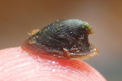 Ancylus fluviatilis