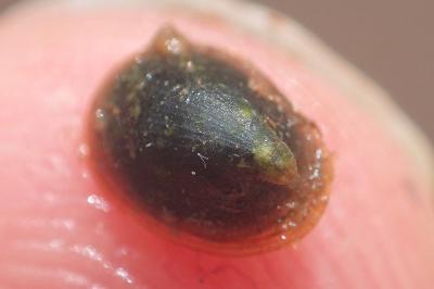 Ancylus fluviatilis