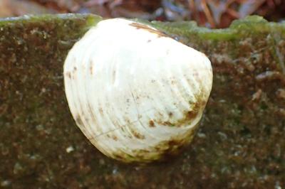 Corbicula