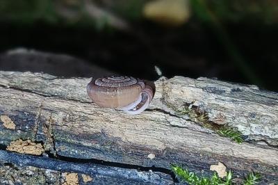 Trissexodon constrictus