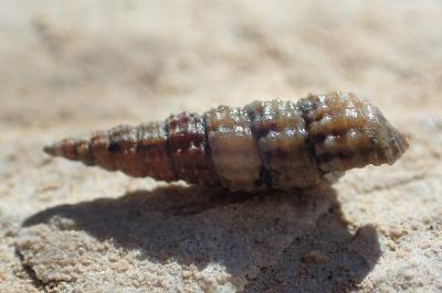 Bittium reticulatum