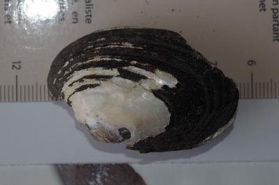 Potomida littoralis