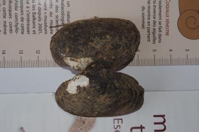 Potomida littoralis