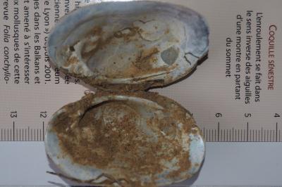Potomida littoralis