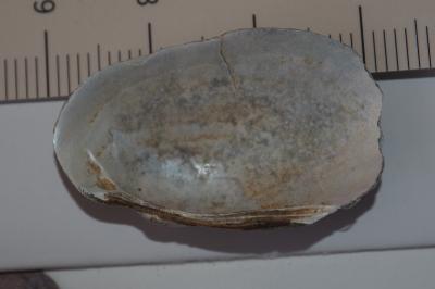 Pseudanodonta complanata