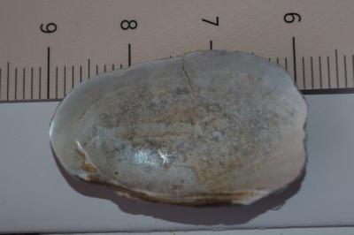 Pseudanodonta complanata