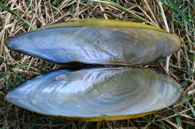 Anodonta anatina