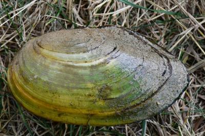 Anodonta anatina
