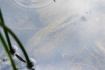 Anodonta cygnea