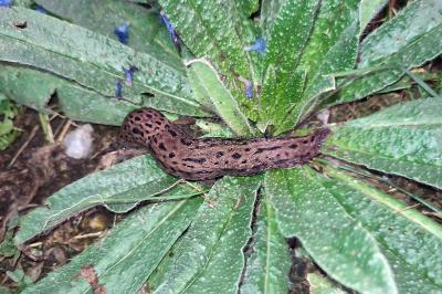 Limax maximus