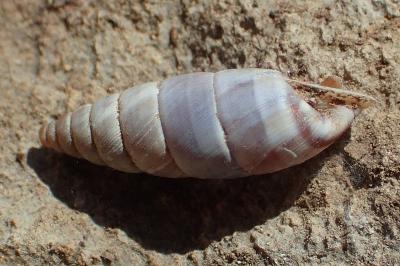 Solatopupa similis