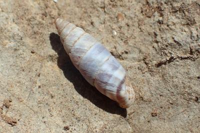 Solatopupa similis