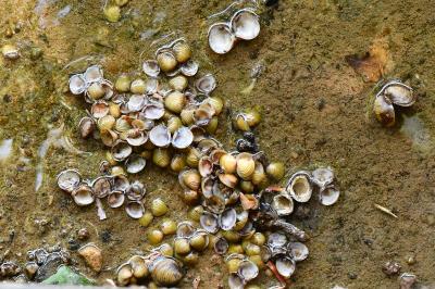 Corbicula fluminea