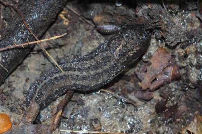 Limax maximus