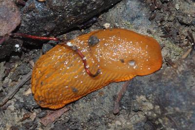 Arion vulgaris / Arion rufus