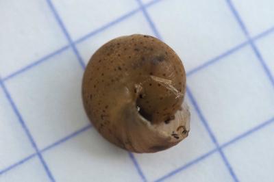 Hygromia cinctella