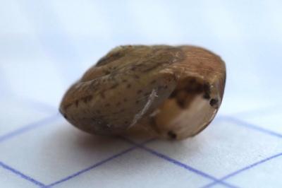 Hygromia cinctella