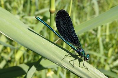 Calopteryx virgo meridionalis