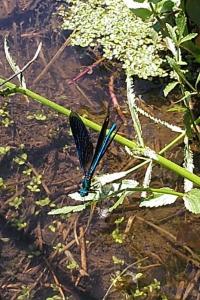Calopteryx virgo meridionalis